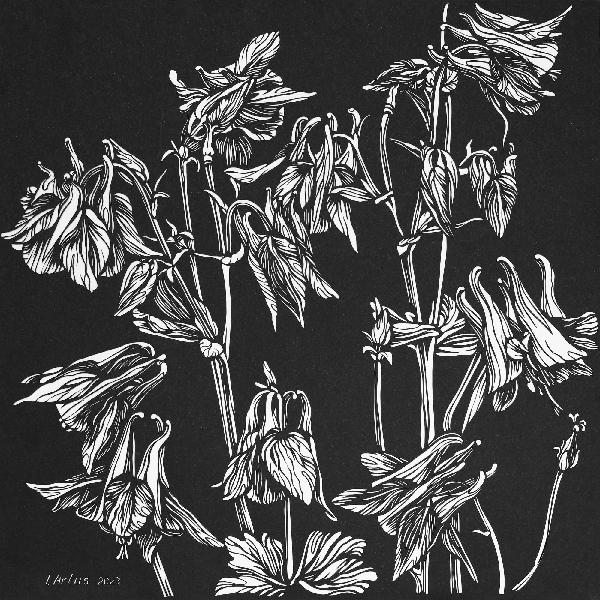 Aquilegia Black and White Drawing. Flower Painting. Floral Monochrome Illustration. Botanical Art. Graphic Arts. Picture of Aquilegia. Paper Cutting Art. Ink Art