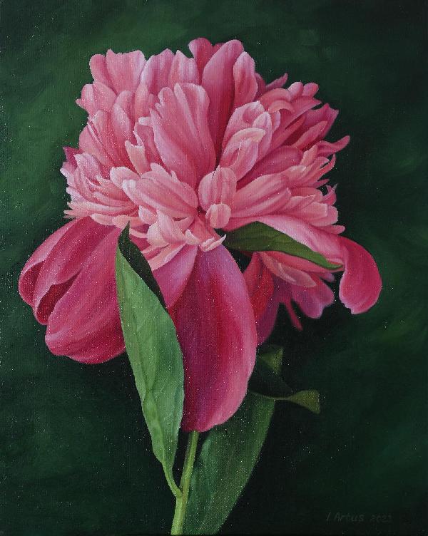 Pink Peony Oil Painting on Canvas. Photorealistic Peony Painting. Hyperreal  Peony Bloom. Realistic Flower Painting  