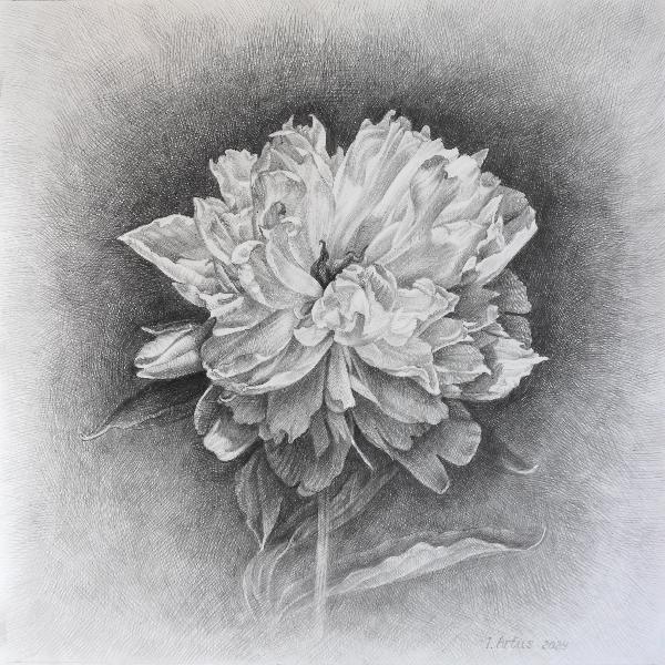 White Peony Graphite Pencil Drawing. Floral Art. Botanical Illustration. Flower Drawing